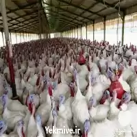 فروش جوجه یک روزه بوقلمون گوشتی در ارومیه در گروه مرغ و خروس و بوقلمون و اردک قو قاز در یکمیوه