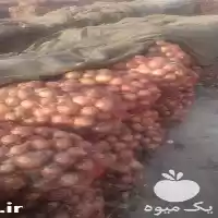 پیاز طلایی پیاز در گروه خرید و فروش پیاز در یکمیوه