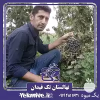 خرید و قیمت نهال انگور شانی در ارومیه در گروه خرید و فروش نهال انگور در یکمیوه