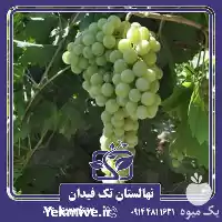 فروش خرید و قیمت نهال انگور در ارومیه در گروه خرید و فروش نهال انگور در یکمیوه