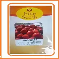 قیمت خرید عرضه بذر گوجه فرنگی در یزد در گروه خرید و فروش بذر گوجه در یکمیوه