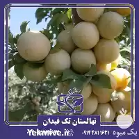 فروش خرید قیمت نهال آلو قطره در ارومیه در گروه خرید و فروش نهال در یکمیوه