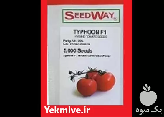 قیمت خرید بذر گوجه فرنگی تایفون در یزد در گروه خرید و فروش بذر گوجه در یکمیوه -عکس1