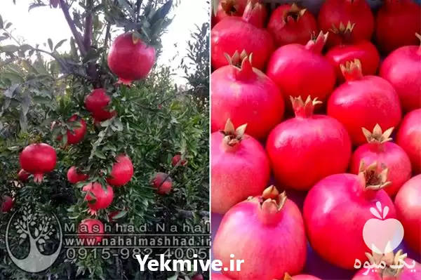 قیمت خرید نهال انار وارداتی واندرفول در مشهد در گروه خرید و فروش نهال انار در یکمیوه -عکس1