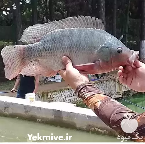 دوره آموزشی سیر تا پیاز پرورش در گروه دوره آموزش کشاورزی در یکمیوه -عکس1