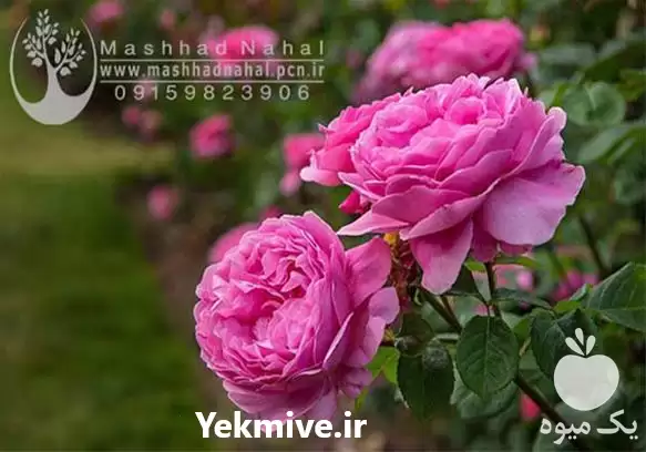 قیمت خرید نهال گل محمدی در مشهد در گروه خرید و فروش نهال گل محمدی در یکمیوه -عکس1