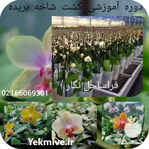 دوره آموزشی گل شاخه بریده در تهران در گروه دوره آموزش کشاورزی در یکمیوه -عکس1