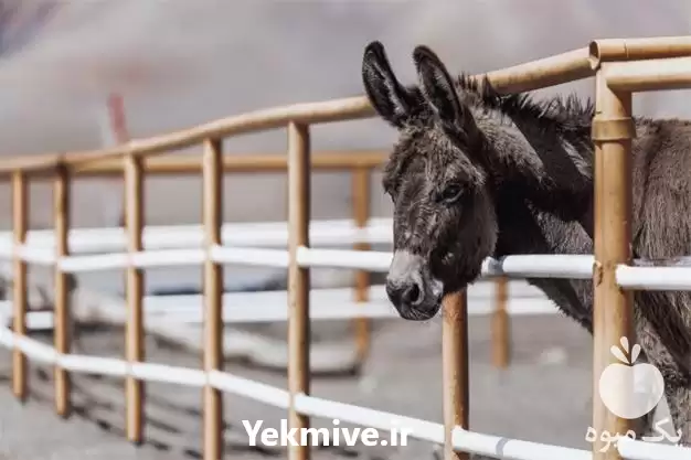 دوره آموزش جامع پرورش الاغ شیری در تهران در گروه دوره آموزش کشاورزی در یکمیوه -عکس1