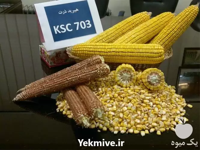 فروش بذر ذرت سینگل کراس KSC در مشهد در گروه خرید و فروش بذر ذرت در یکمیوه -عکس1