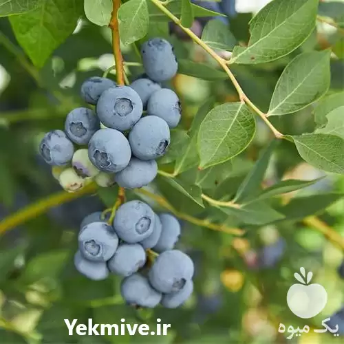 قیمت خرید نهال بلوبری لگاسی گلدانی در گروه خرید و فروش میوه استوایی در یکمیوه -عکس1