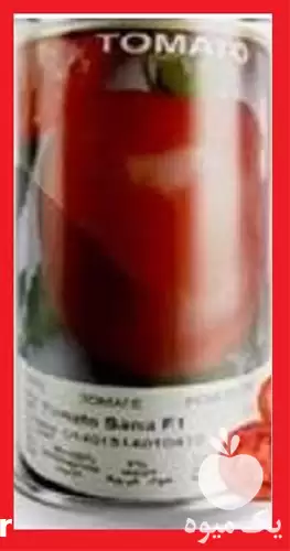 فروش قیمت گوجه فرنگی ثنا کلم در گروه خرید و فروش گوجه فرنگی در یکمیوه -عکس1