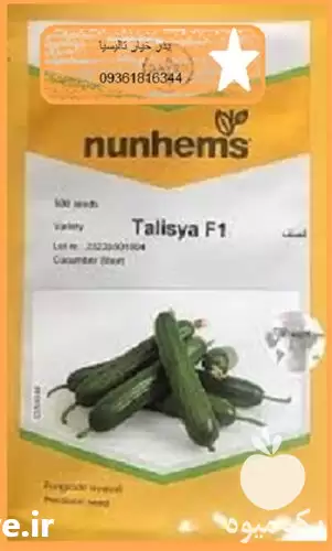 فروش بذر خیار گلخانه ای تالیسیا در همدان در گروه خرید و فروش بذر خیار در یکمیوه -عکس1