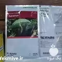 فروش نازلترین قیمت بذر هندوانه آستاراخان در کرمان  در گروه خرید و فروش بذر هندوانه در یکمیوه