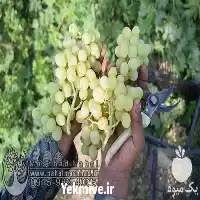 فروش نهال انگور عسگری در گروه خرید و فروش نهال انگور در یکمیوه