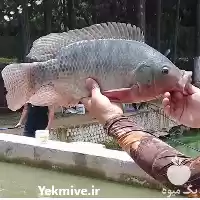 دوره آموزشی سیر تا پیاز پرورش