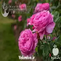 قیمت خرید نهال گل محمدی در مشهد در گروه خرید و فروش نهال گل محمدی در یکمیوه