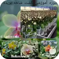 دوره آموزشی گل شاخه بریده در تهران