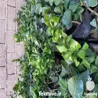 قیمت خرید نهال لیمو ترش پیچ در ساری در گروه خرید و فروش میوه استوایی در یکمیوه