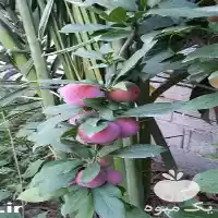 فروش عرضه نهال آلو پیوندی موریتانی در ساری در گروه خرید و فروش نهال در یکمیوه