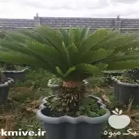 درختچه تزئیناتی سیکاس گلدانی در ساری در گروه سازنده در یکمیوه