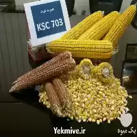 فروش بذر ذرت سینگل کراس KSC در مشهد در گروه خرید و فروش بذر ذرت در یکمیوه