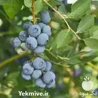 قیمت خرید نهال بلوبری لگاسی گلدانی در گروه خرید و فروش میوه استوایی در یکمیوه