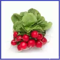 فروش بذر تربچه هیبرید چری بل در هرمز در گروه خرید و فروش انواع بذر در یکمیوه