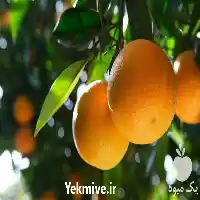 فروش تولید نهال پرتقال بیروتی در ساری در گروه خرید و فروش نهال پرتقال در یکمیوه
