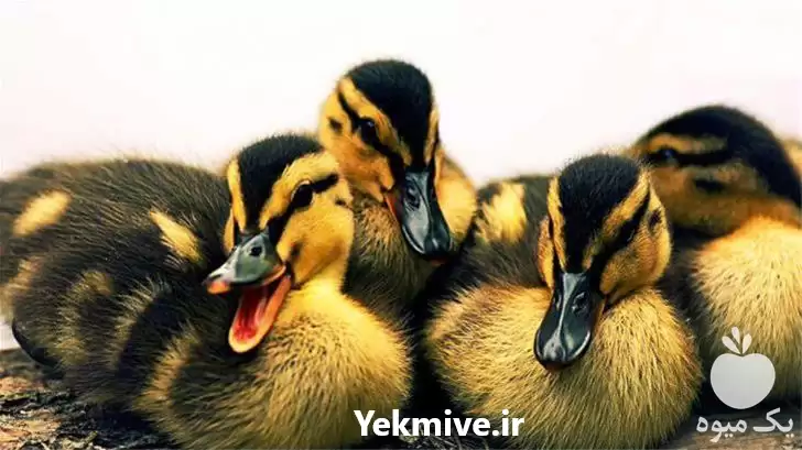 قیمت خرید جوجه اردک یک هفته در ارومیه در گروه مرغ و خروس و بوقلمون و اردک قو قاز در یکمیوه -عکس1