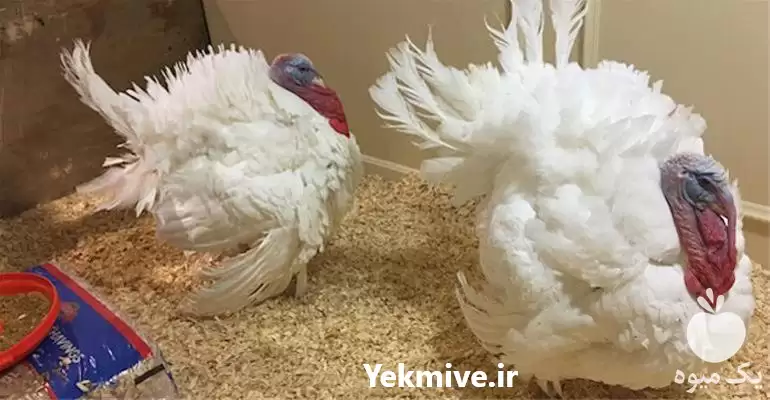 فروش جوجه بوقلمون بیوتی یک ماهه در ارومیه در گروه مرغ و خروس و بوقلمون و اردک قو قاز در یکمیوه -عکس1