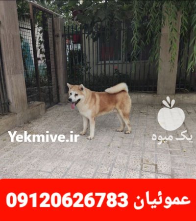 فروش تخصصی انواع سگ آکیتا ژاپنی در گروه سگ و گربه در یکمیوه -عکس1