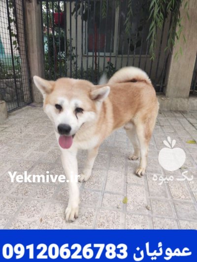 فروش تخصصی انواع سگ آکیتا ژاپنی در گروه سگ و گربه در یکمیوه -عکس2