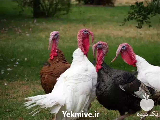 قیمت خرید ویژه جوجه بوقلمون گوشتی در ارومیه در گروه مرغ و خروس و بوقلمون و اردک قو قاز در یکمیوه -عکس1