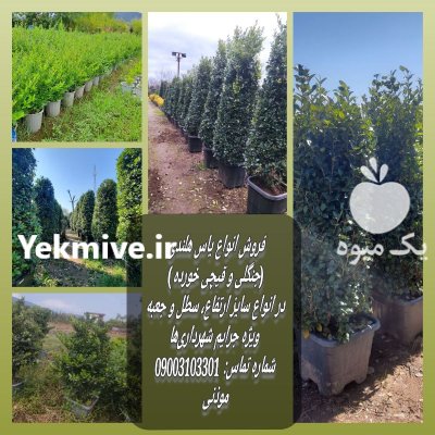 یاس هلندی جنگلی جعبه سطل ١٢ در گروه خرید و فروش گیاهان زینتی در یکمیوه -عکس1