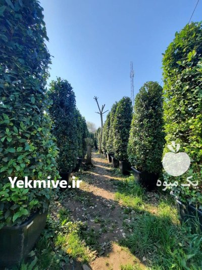 یاس هلندی جنگلی جعبه سطل ١٢ در گروه خرید و فروش گیاهان زینتی در یکمیوه -عکس2