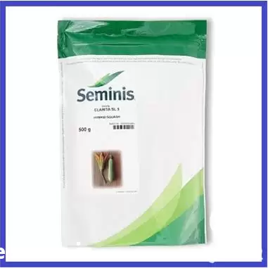 قیمت خرید بذر کدو سبز تک در گروه خرید و فروش بذر کدو در یکمیوه -عکس1