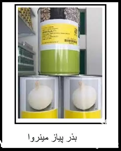 فروش بذر پیاز مینروا در مشهد در گروه خرید و فروش بذر پیاز در یکمیوه -عکس1