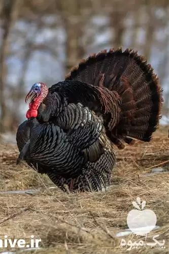 دوره آموزش غیرحضوری آموزش پرورش بوقلمون در اصفهان در گروه دوره آموزش کشاورزی در یکمیوه -عکس1