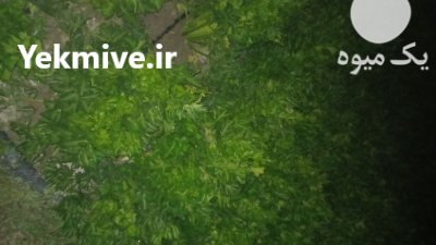 فروش کرفس اصفهان در گروه خرید و فروش محصولات صیفی در یکمیوه -عکس1