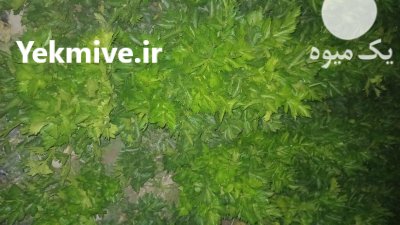 فروش کرفس اصفهان در گروه خرید و فروش محصولات صیفی در یکمیوه -عکس2