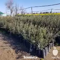 قیمت خرید نهال زیتون آمریکایی میشن در ساری در گروه خرید و فروش نهال زیتون در یکمیوه
