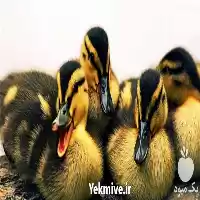 قیمت خرید جوجه اردک یک هفته در ارومیه در گروه مرغ و خروس و بوقلمون و اردک قو قاز در یکمیوه