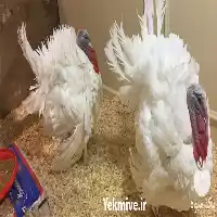 فروش جوجه بوقلمون بیوتی یک ماهه در ارومیه در گروه مرغ و خروس و بوقلمون و اردک قو قاز در یکمیوه