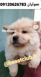 فروش توله سگ چاو چاو در گروه سگ و گربه در یکمیوه