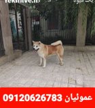 فروش تخصصی انواع سگ آکیتا ژاپنی در گروه سگ و گربه در یکمیوه