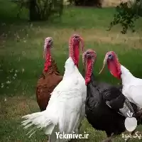قیمت خرید ویژه جوجه بوقلمون گوشتی در ارومیه در گروه مرغ و خروس و بوقلمون و اردک قو قاز در یکمیوه