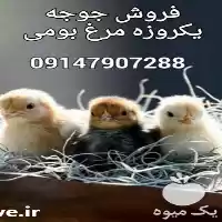 فروش جوجه گلپایگان فروش جوجه یک در گروه مرغ و خروس و بوقلمون و اردک قو قاز در یکمیوه