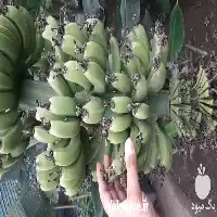 فروش نهال موز کاوندیش دوآرف پاکوتاه در ساری در گروه خرید و فروش نهال موز در یکمیوه