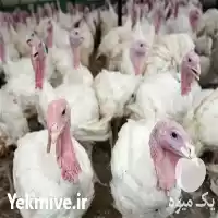 قیمت خرید ویژه جوجه بوقلمون گوشتی در گروه مرغ و خروس و بوقلمون و اردک قو قاز در یکمیوه