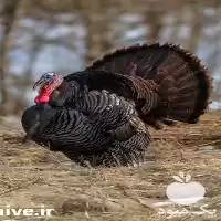 دوره آموزش غیرحضوری آموزش پرورش بوقلمون در اصفهان در گروه دوره آموزش کشاورزی در یکمیوه